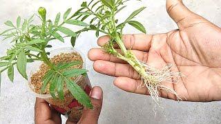 Grow marigold plants from cuttings | Grow plants from cuttings