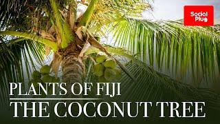 PLANTS OF FIJI – THE COCONUT TREE