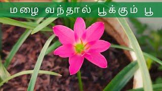 ரெயின் லில்லி செடி வளர்ப்பது எப்படி? How to grow Rain lily plant from bulbs?