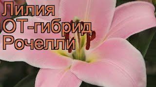 Лилия от-гибрид Рочелли (lilium ot-hybrids rochelli)  обзор: как сажать, луковицы лилии Рочелли