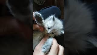 Cute Cat  Video #Rmvideos #viral #Cat #shorts