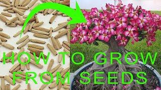 How to grow Desert Rose from seeds - Desert Rose (Adenium) Germination - Desert Rose Propagation