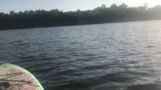 Paddle boarding with dolphins!