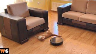 Robot Vacuum Pushes Cat Under Couch!