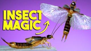 Amazing Earwig Wings in Action!