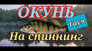 Окунь На Спиннинг. Гауя.