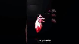 heart lub dub sound   @https://youtube.com/shorts/OK_65-tmNQk?si=ujU7Z2InR46Wd23V