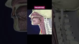 The PHARYNX #digestivesystem