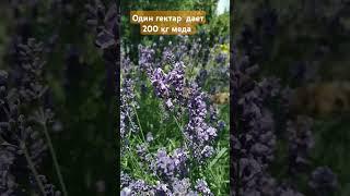 Лаванда - отличный #медоносы #bee #beefeater #природа #сад #workerbee #bees #лаванда #пчелы #дача