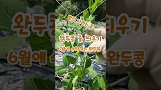 텃밭 완두콩재배 50일이면 수확하는 콩 괴산젊은농부 #shorts