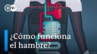 ¿Cómo funciona la sensación de hambre?