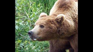 9 Bear Attacks That Will Make You Think Twice