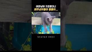 어미냥이를 구조했더니 새끼냥이 3마리까지 집에 들어왔다... 쫀니의 큰 그림?? #고양이 #베베집사 #길냥이