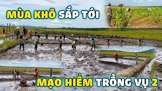 Thế Nhân || Quyết Trồng Thêm Vụ Lúa Thứ 2, Cơ Hội Lớn Hay Nước Cờ Mạo Hiểm Khi Mùa Khô Sắp Đến???