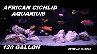 AFRICAN CICHLID AQUARIUM FISH TANK | AMAZING FRESHWATER FISH