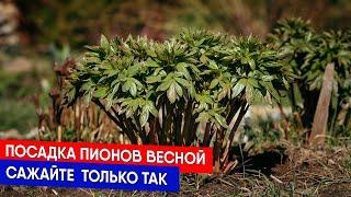 Посадка пионов весной - сажайте  только так