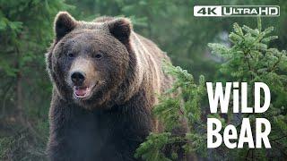 Captivating 4K Bear Footage A Stunning Wildlife Experience