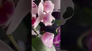 орхидея фаленопсис мини дог Phalaenopsis Sogo Mini Dog