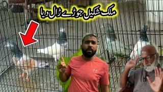 Khokhar Pigeons Ka Malik Shakeel Kabootar Breed me dal diya | Pola G Pigeons Club