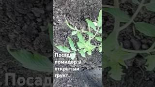 Посадка помидор в открытый грунт. # Посадка низкорослых томатов  #Посадка помидоров в грунт
