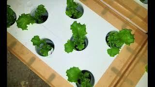CONDOR Loose Leaf Letuce (Fanfare) planted using SNAP HYDROPONICS