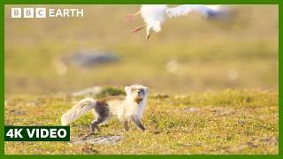 Fox and Geese Battle it Out for Eggs | A Perfect Planet | 4K UHD | BBC Earth