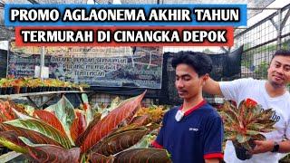 Promo aglaonema akhir tahun, Termurah di Cinangka Depok !!!