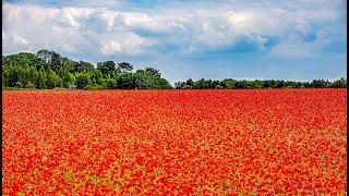 Beautiful Britain in Bloom