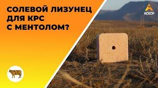 Солевой лизунец для КРС с ментолом? Обзор новинки соли-лизунца "Лимисол-ВМ" от АСКОР