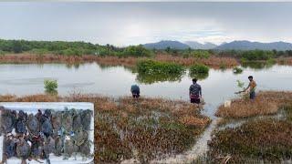 Searching for Ciric Crab in the Plain Lands of Trinidad‼️ #caribbean #trinidadandtobago #crab