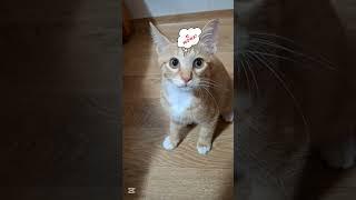 방울이 팔어서 사심 채우는 엄마#효묘#시골고양이 #농부고양이집사