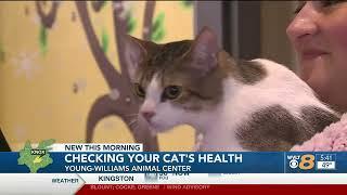 Ways to keep up on your cat’s physical, mental health