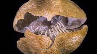 Brachiopods