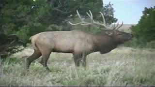 Bowhunting GIANT 400"+ Arizona Bull Elk With Bob Fromme Pt. 1