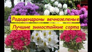 Рододендроны вечнозеленые. Лучшие зимостойкие сорта