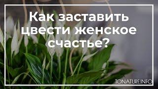 Как заставить цвести женское счастье? | toNature.Info