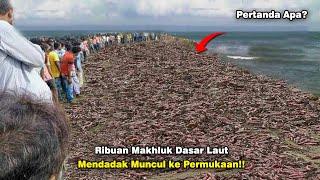 Warga Resah! Ribuan Makhluk Aneh Mendadak Muncul Dari Dalam Laut! Pertanda Apa?