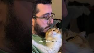 Cat loves dad more than mom  #cats #catlover #catparents #catdad #cutecats