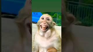 funny video  rinkiya  ke  papa