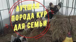 Лучшая ПОРОДА КУР для СЕМЬИ |ФАВЕРОЛЬ #Универсальные куры