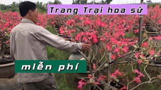 Trang Trại Hoa Sứ Miễn Phí Tham Quan Chụp Ảnh | CÂY CẢNH CHỢ HÀNG | Đoạn Đằng Phong | Hải Phòng