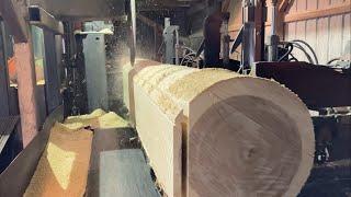 The Hungriest Circular Saw You’ll See On YouTube!! I’m Decimating Big Poplar Logs!