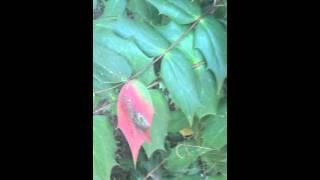 Ecological Interactions - Commensalism