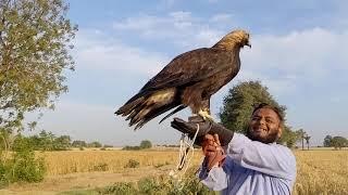 Imperial Eagle Released by Nauman