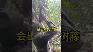 第一次见会出水的树藤，太神奇了 #涨知识#科普