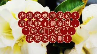 【沙漠玫瑰掉花苞？常见的4个原因，“对症下药”，花儿朵朵开！】(2024)