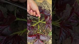 Cut purple amaranth #satisfying