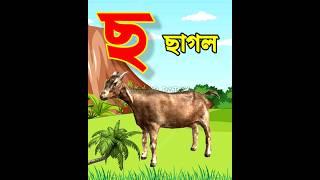 ক খ গ ঘ ঙ | ব্যঞ্জনবর্ণ | Banjonborno Bangla | Bengali Alphabet. #sorts #boyerpatay #অআইঈ