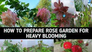 HOW TO PREPARE ROSE GARDEN FOR HEAVY BLOOMING IN WINTER'S | ROSE PLANTS FERTILIZERS