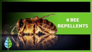 How to Keep BEES AWAY  (8 Natural Bee Repellents)